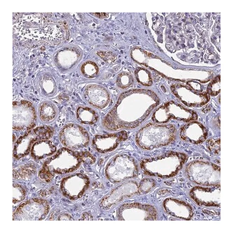 Merck Anti-DTWD1 antibody produced in rabbit