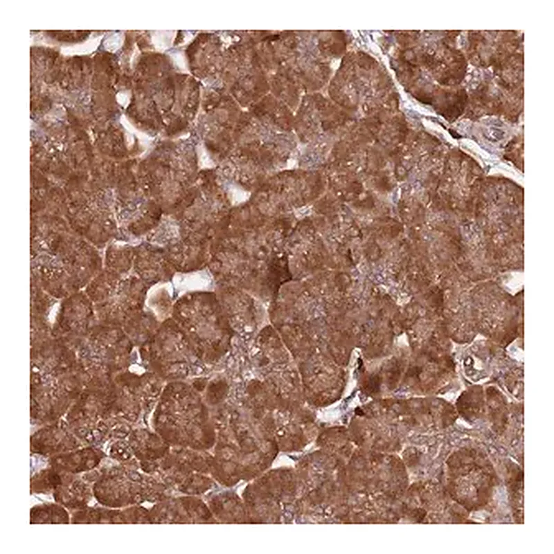 Merck Anti-COG4 antibody produced in rabbit