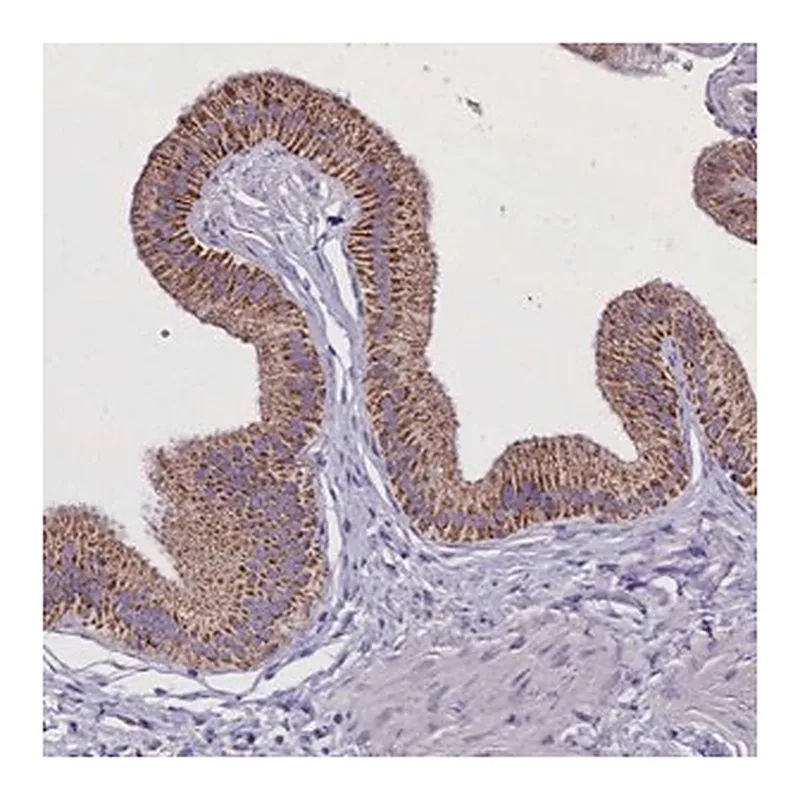 Merck Anti-WDFY3 antibody produced in rabbit