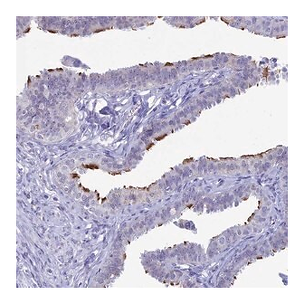Merck Anti-CCDC173 antibody produced in rabbit