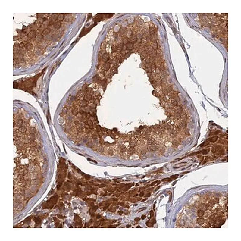 Merck Anti-ARL2BP antibody produced in rabbit