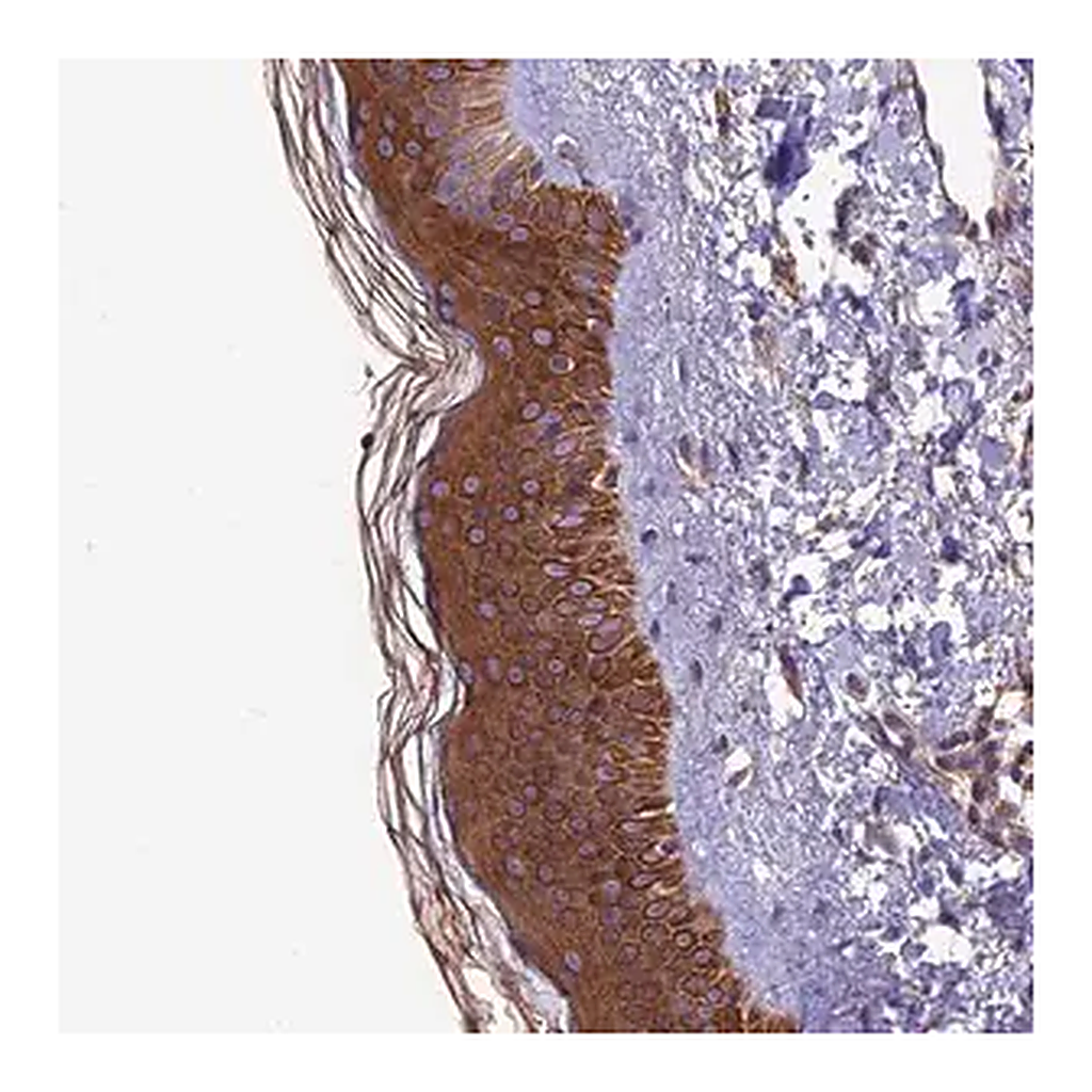 Merck Anti-VPS16 antibody produced in rabbit