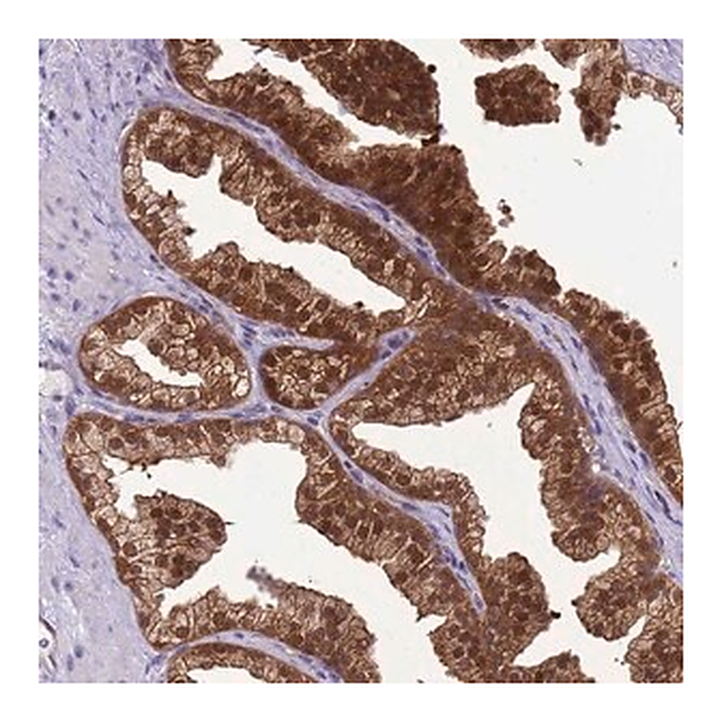 Merck Anti-DDI2 antibody produced in rabbit