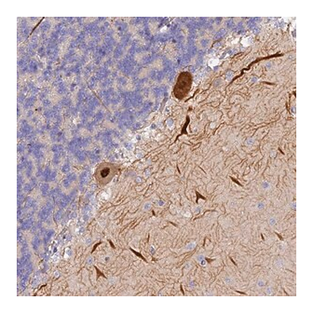 Merck Anti-TRIM3 antibody produced in rabbit