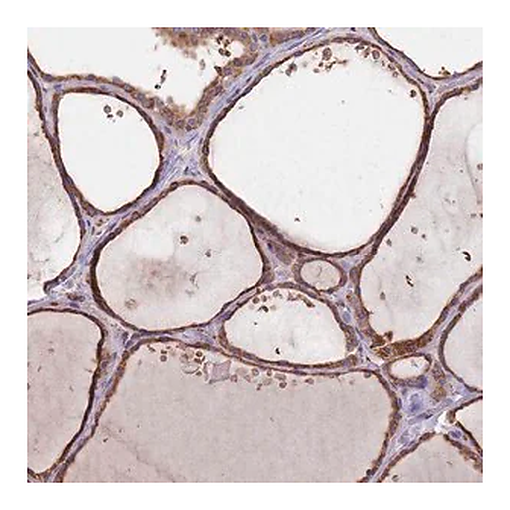 Merck Anti-DCUN1D3 antibody produced in rabbit
