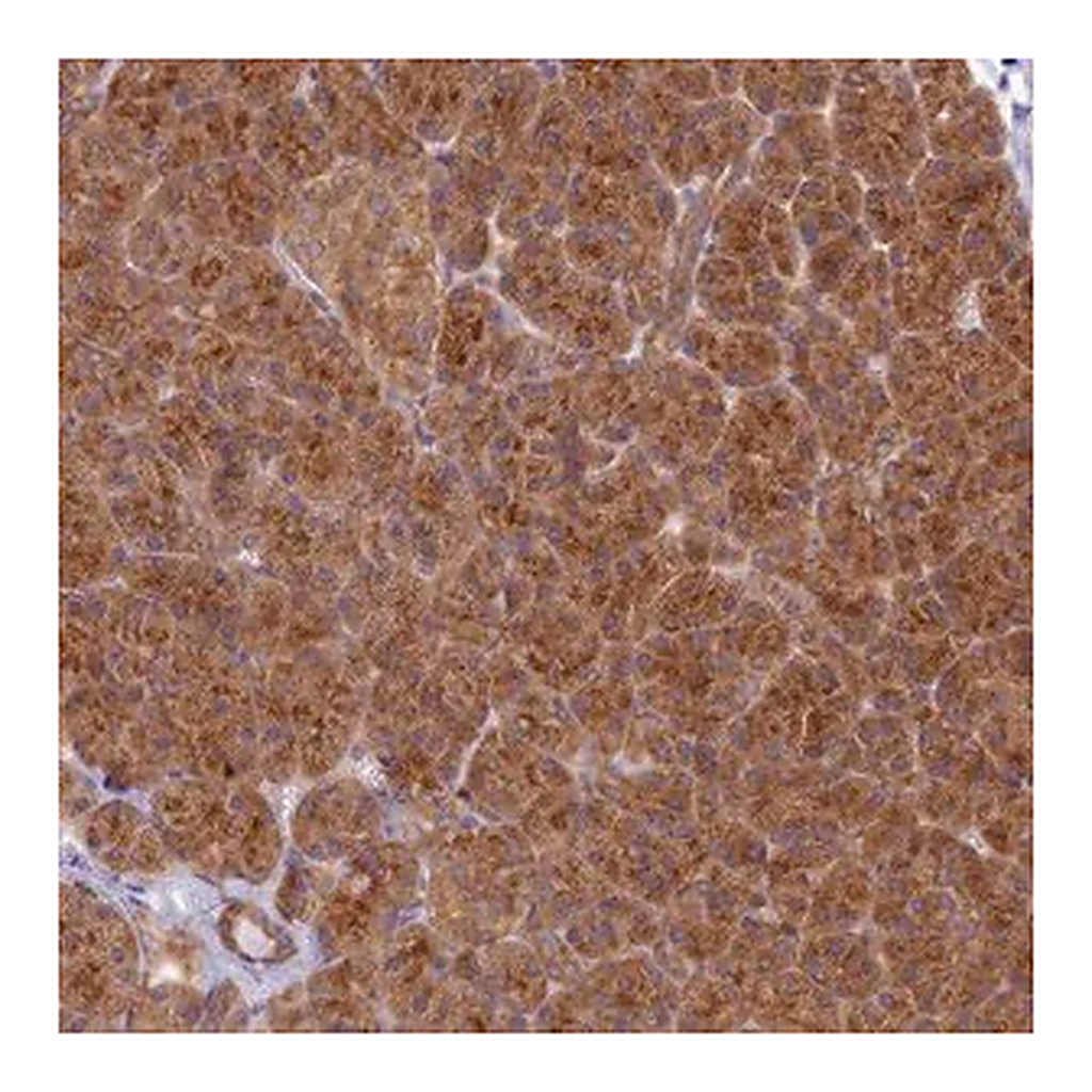 Merck Anti-HOOK2 antibody produced in rabbit