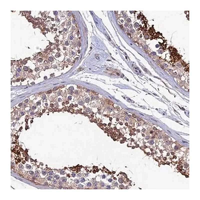 Merck Anti-KIAA1211 antibody produced in rabbit