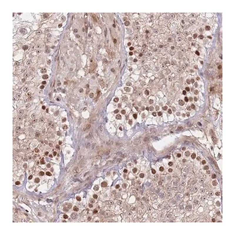 Merck Anti-ERICH6B antibody produced in rabbit