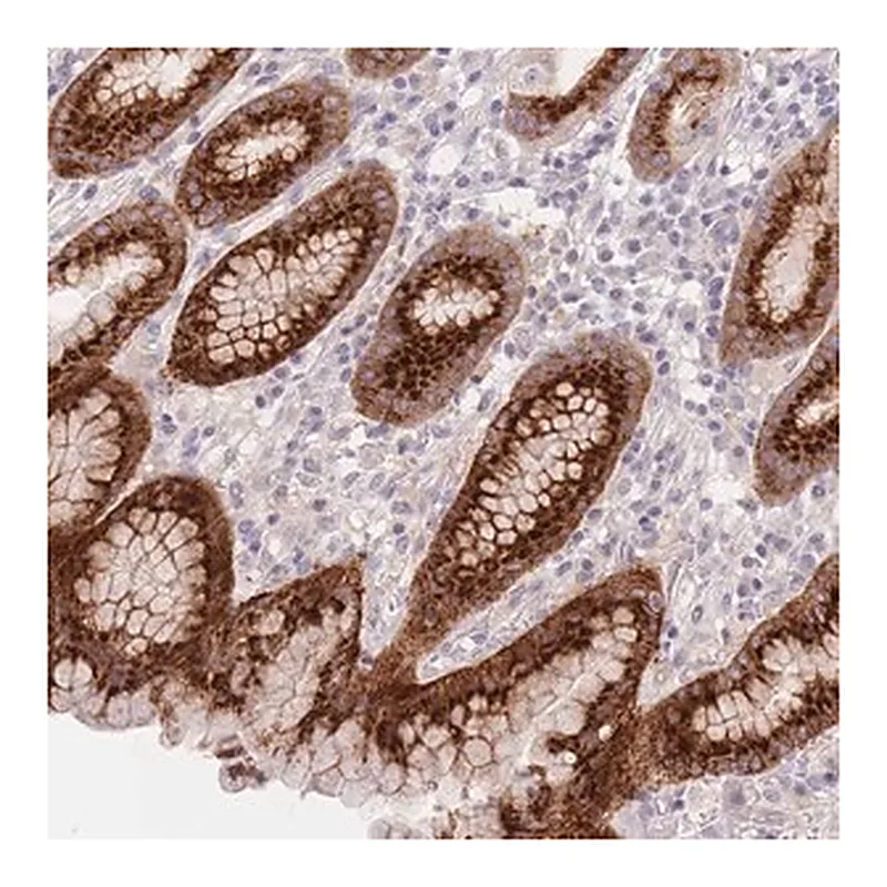 Merck Anti-BORCS5 antibody produced in rabbit