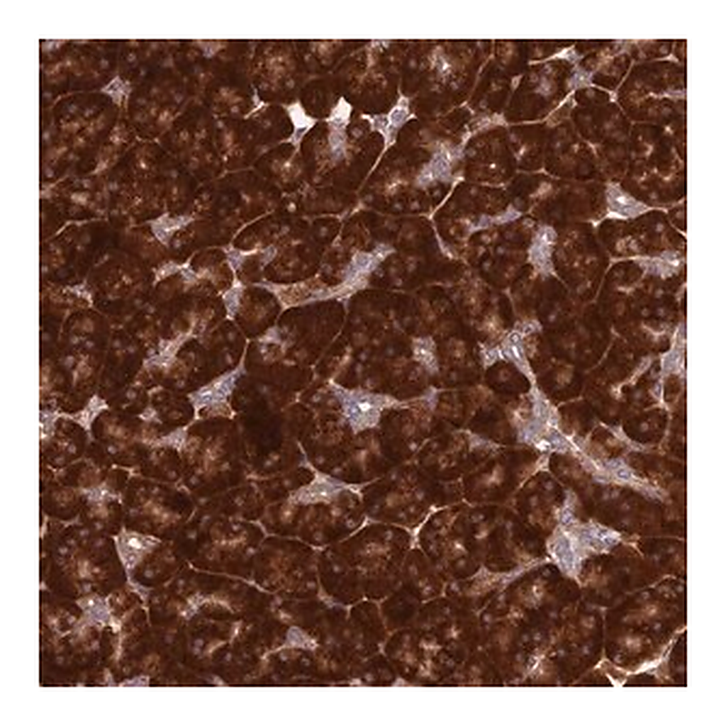 Merck Anti-RPL17 antibody produced in rabbit
