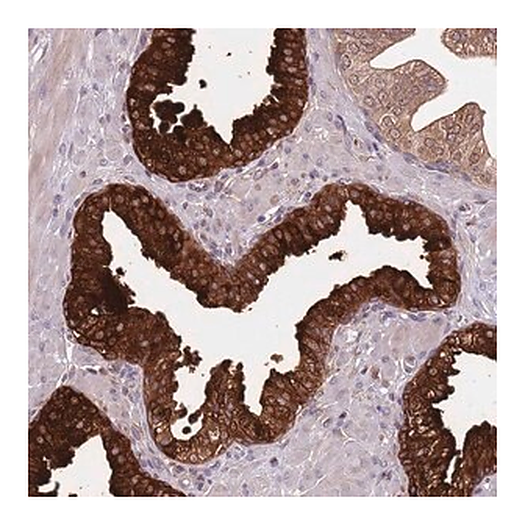 Merck Anti-VWCE antibody produced in rabbit