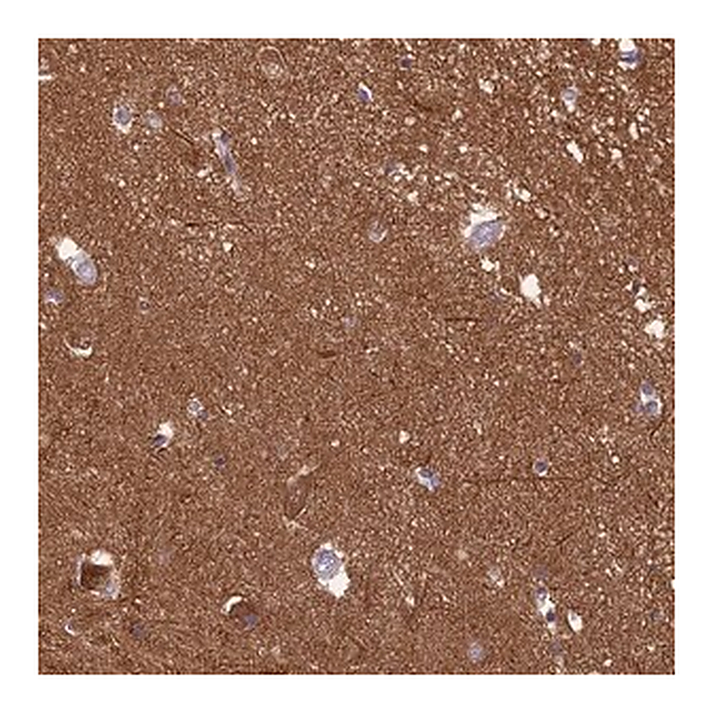 Merck Anti-XPO7 antibody produced in rabbit