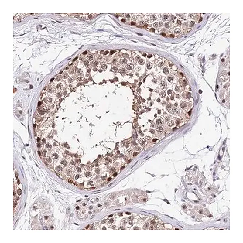 Merck Anti-DDX55 antibody produced in rabbit