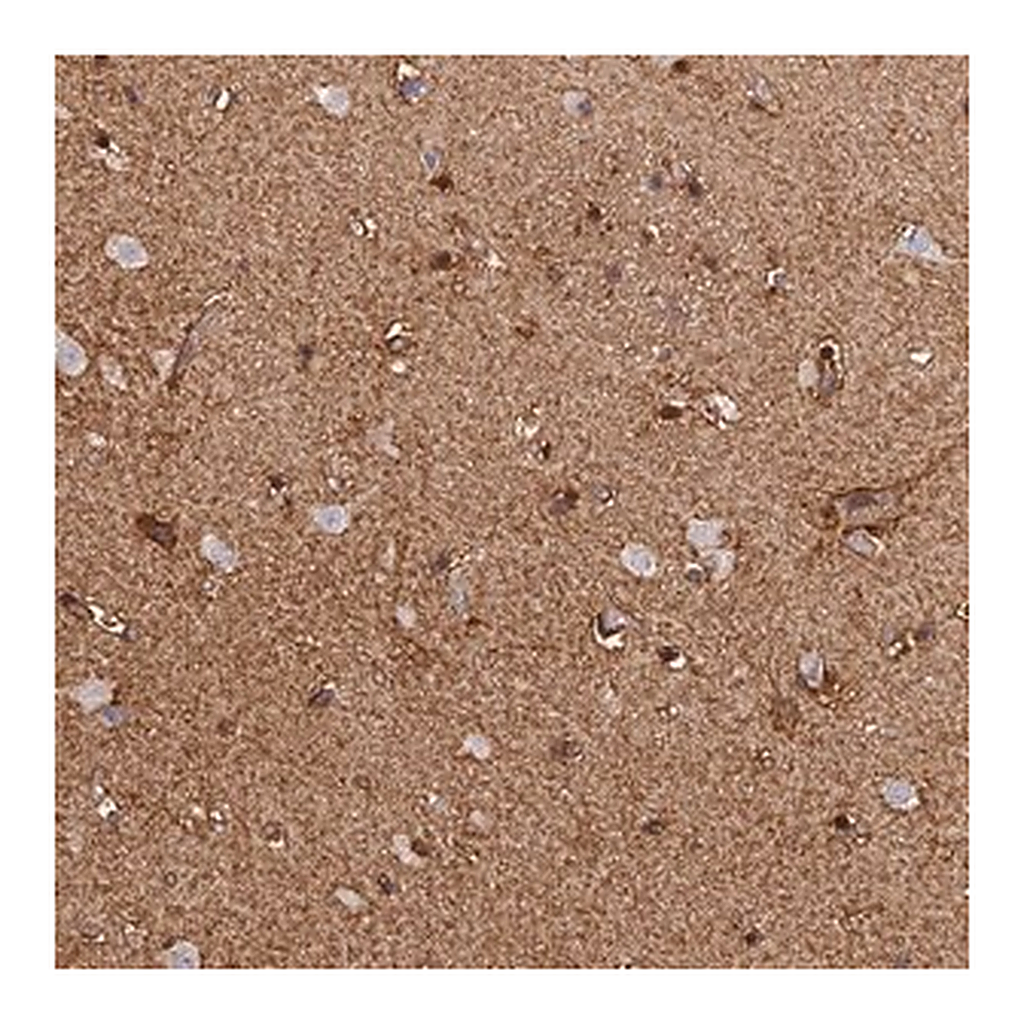 Merck Anti-LRRN3 antibody produced in rabbit