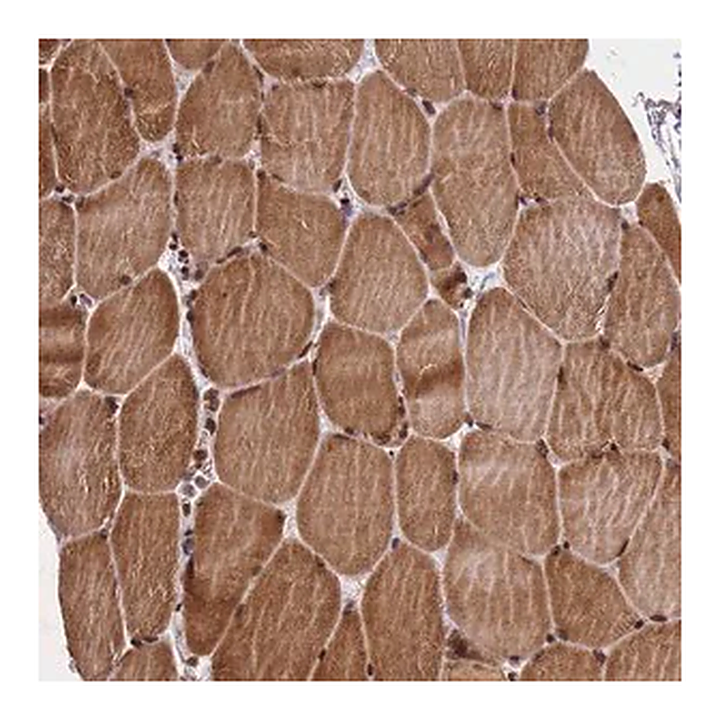 Merck Anti-FAM184B antibody produced in rabbit