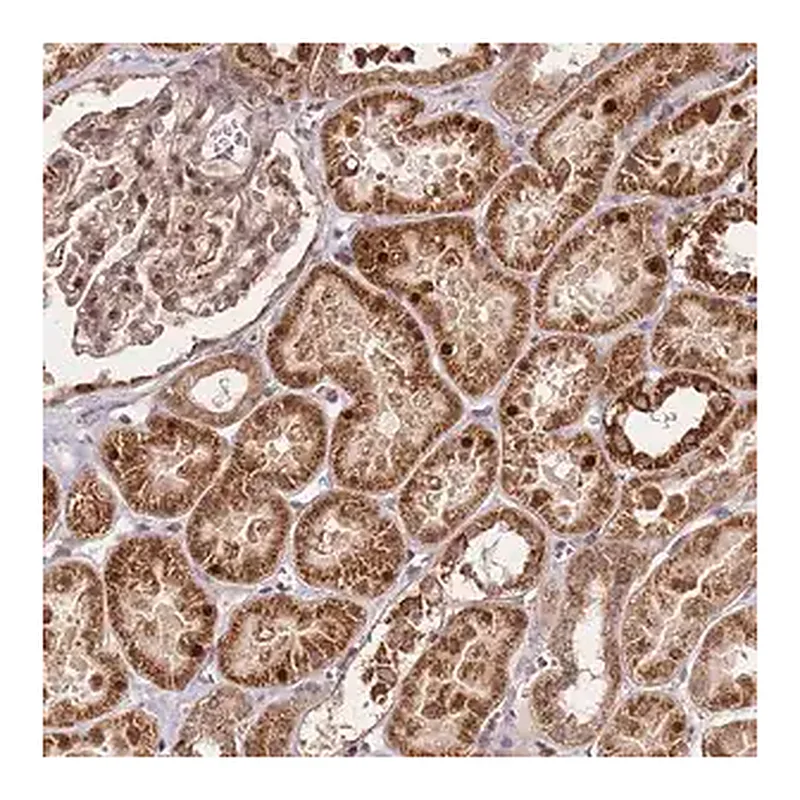 Merck Anti-EDC3 antibody produced in rabbit