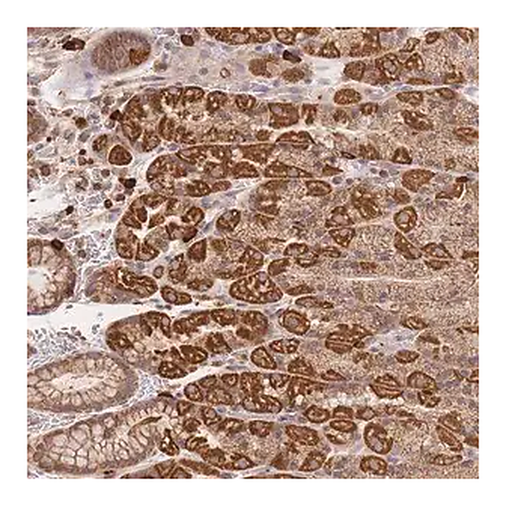Merck Anti-ADCY9 antibody produced in rabbit