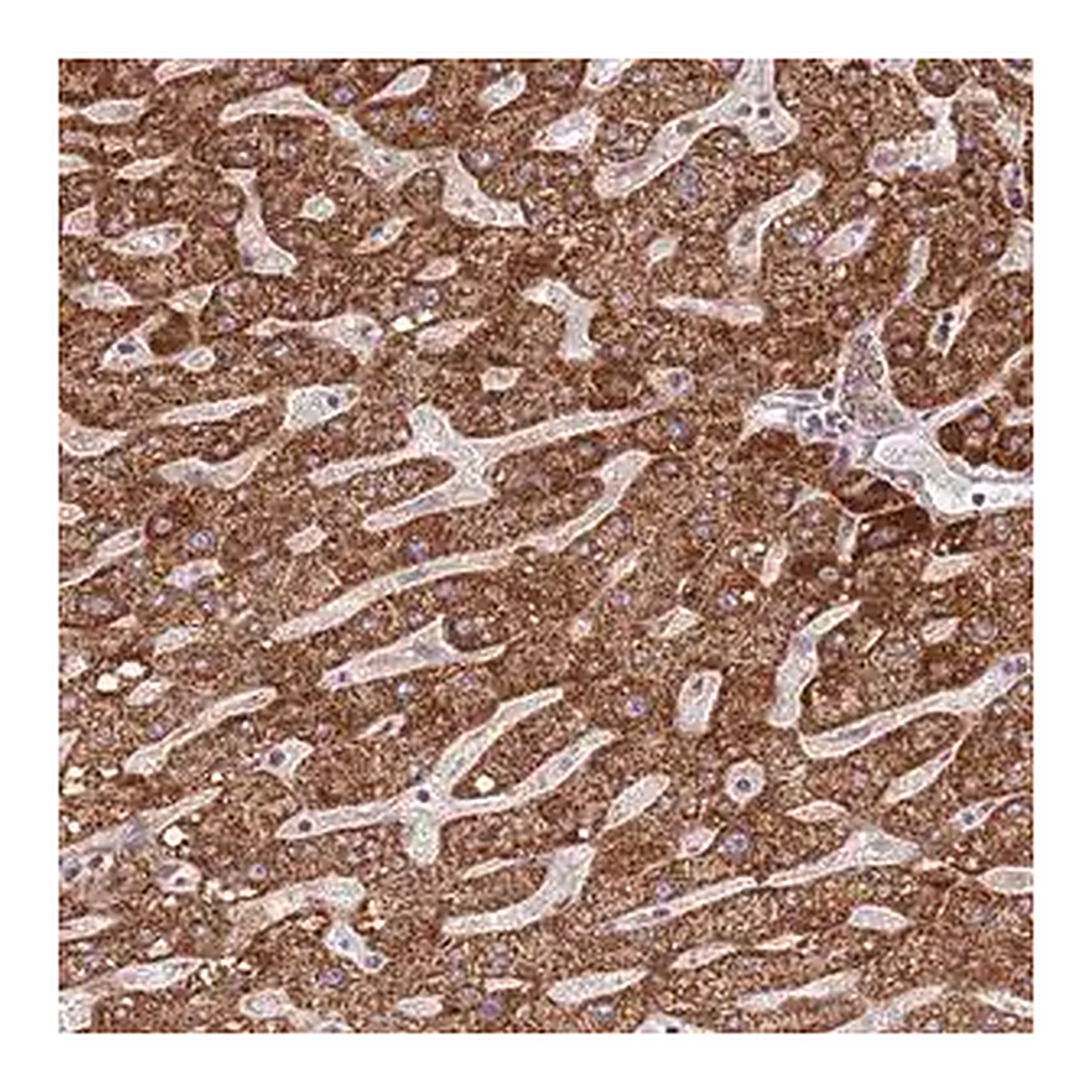 Merck Anti-IVD antibody produced in rabbit