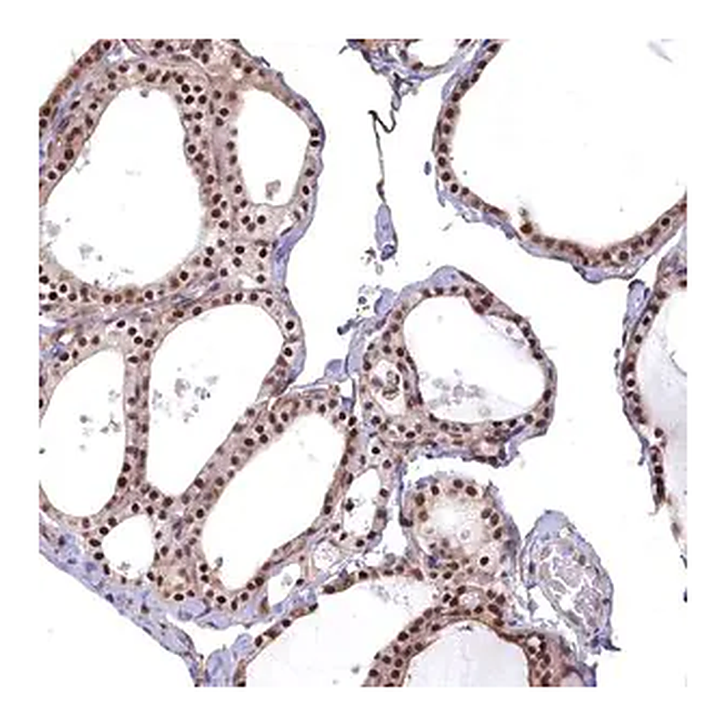 Merck Anti-MAK16 antibody produced in rabbit