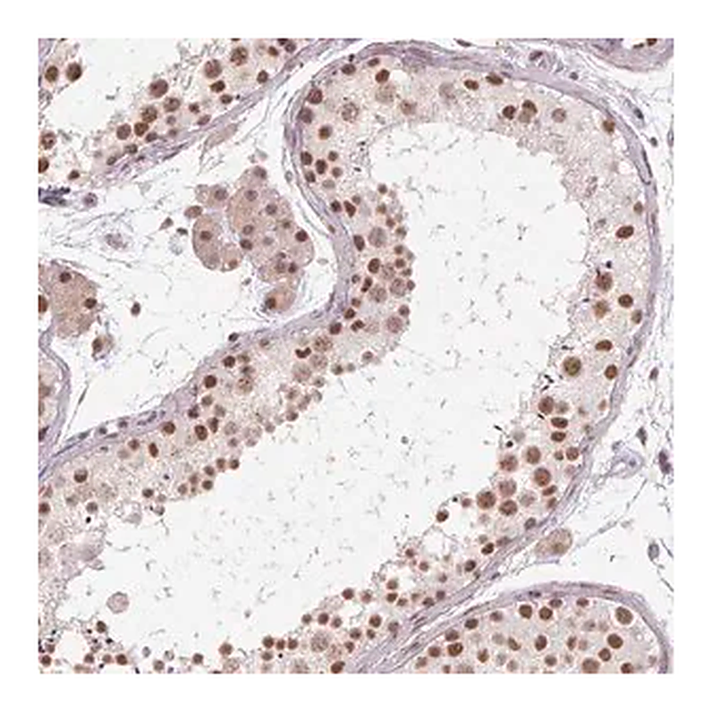 Merck Anti-CYHR1 antibody produced in rabbit
