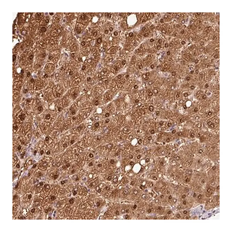 Merck Anti-VN1R2 antibody produced in rabbit