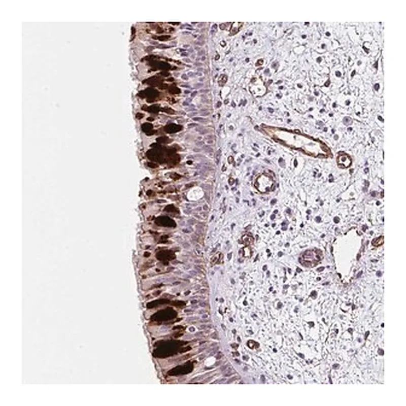 Merck Anti-ANKUB1 antibody produced in rabbit