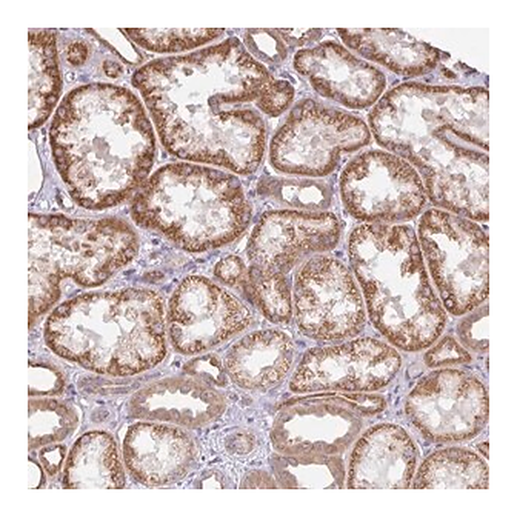 Merck Anti-DLEU7 antibody produced in rabbit