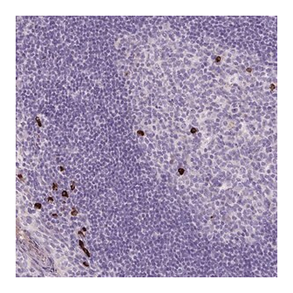 Merck Anti-ARRDC2 antibody produced in rabbit