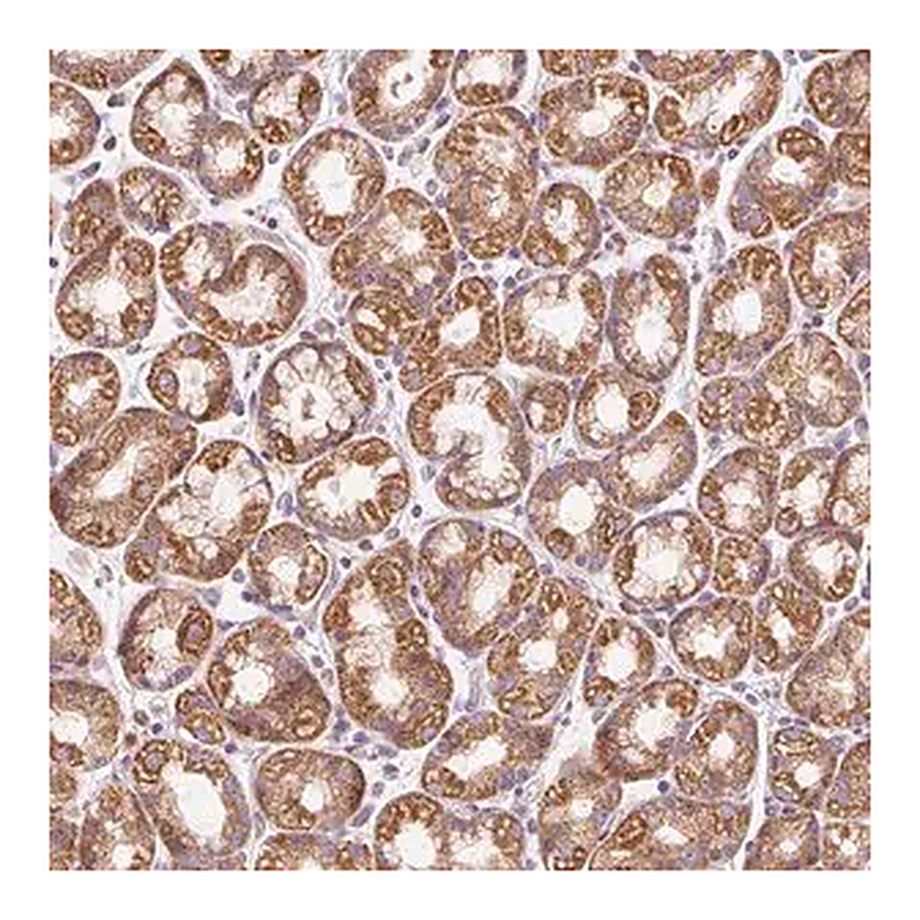 Merck Anti-PRSS48 antibody produced in rabbit