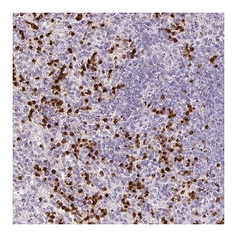 Merck Anti-RCAN2 antibody produced in rabbit