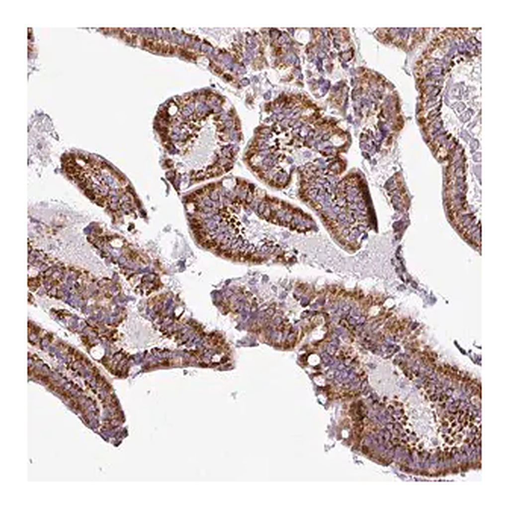 Merck Anti-DPAGT1 antibody produced in rabbit