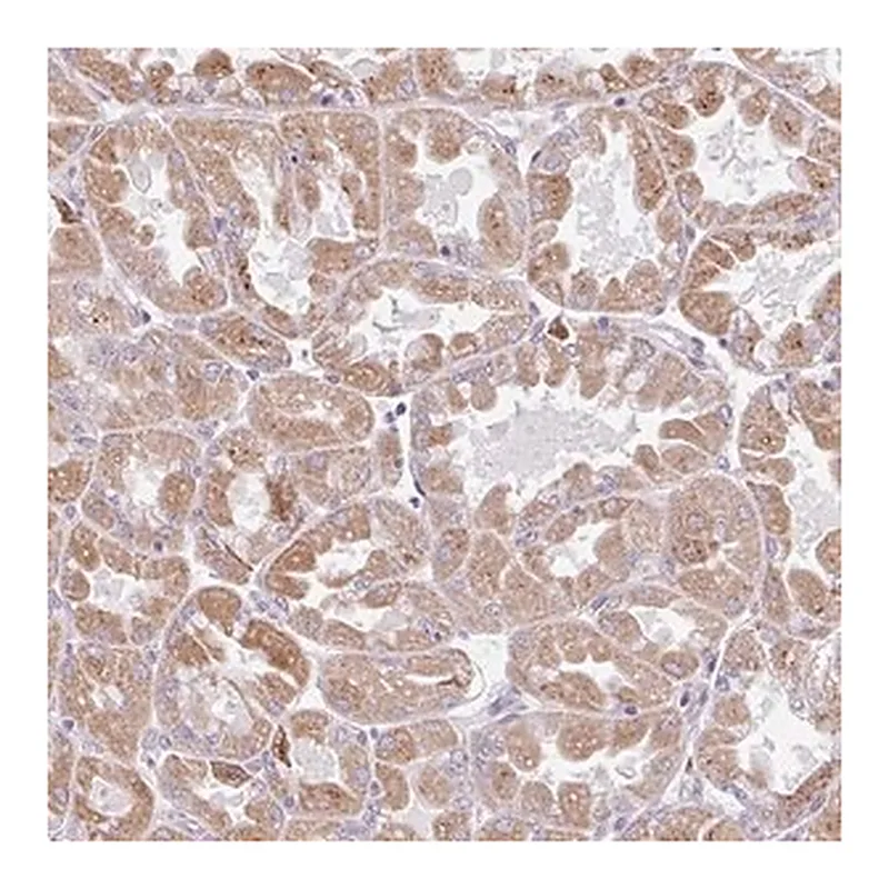 Merck Anti-BEAN1 antibody produced in rabbit