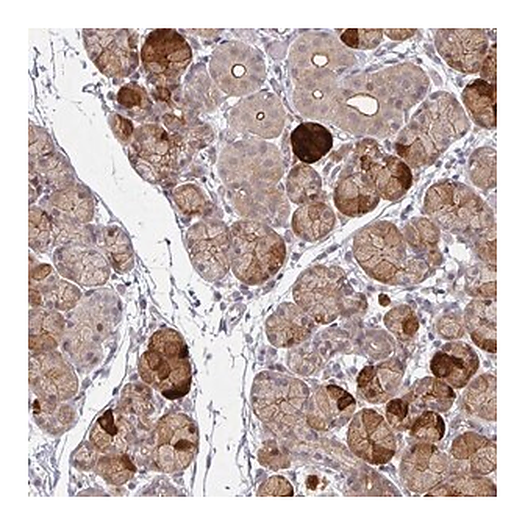 Merck Anti-TMCC1 antibody produced in rabbit