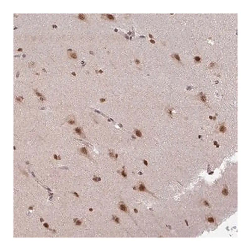 Merck Anti-LHX5 antibody produced in rabbit