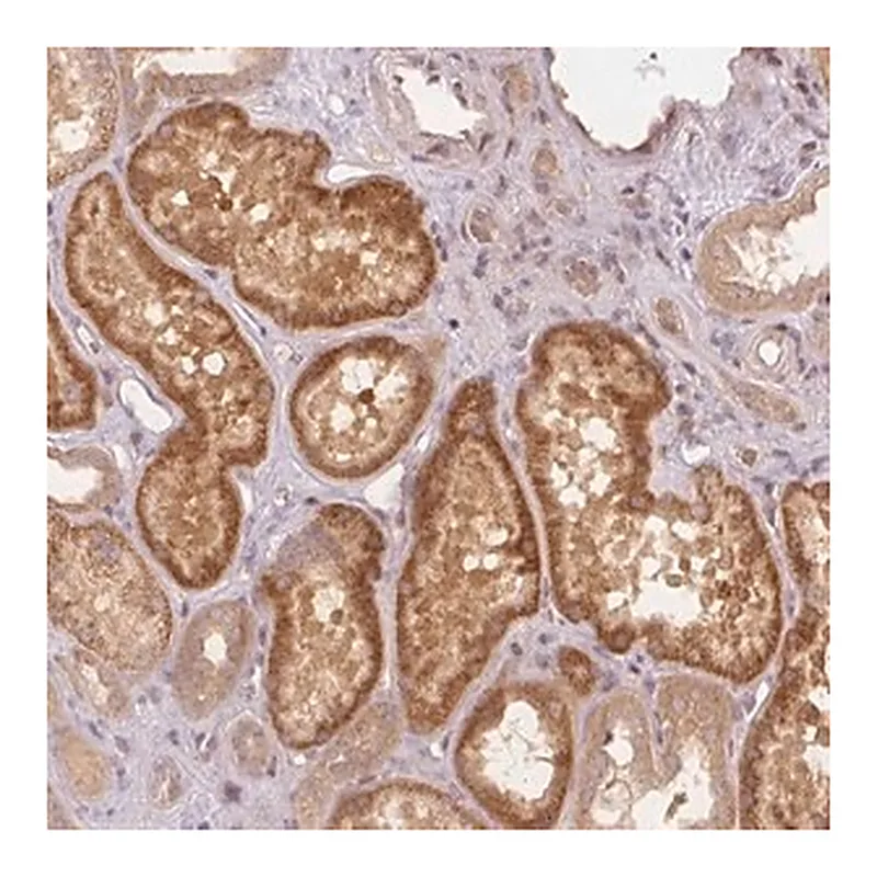Merck Anti-PCDHB1 antibody produced in rabbit