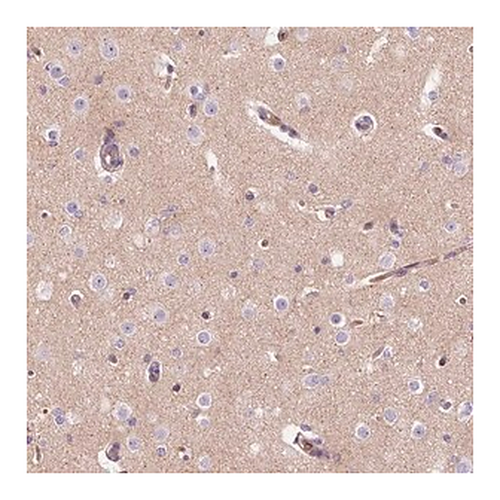 Merck Anti-TMEM235 antibody produced in rabbit