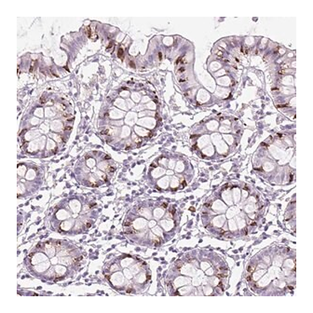 Merck Anti-FGFBP3 antibody produced in rabbit