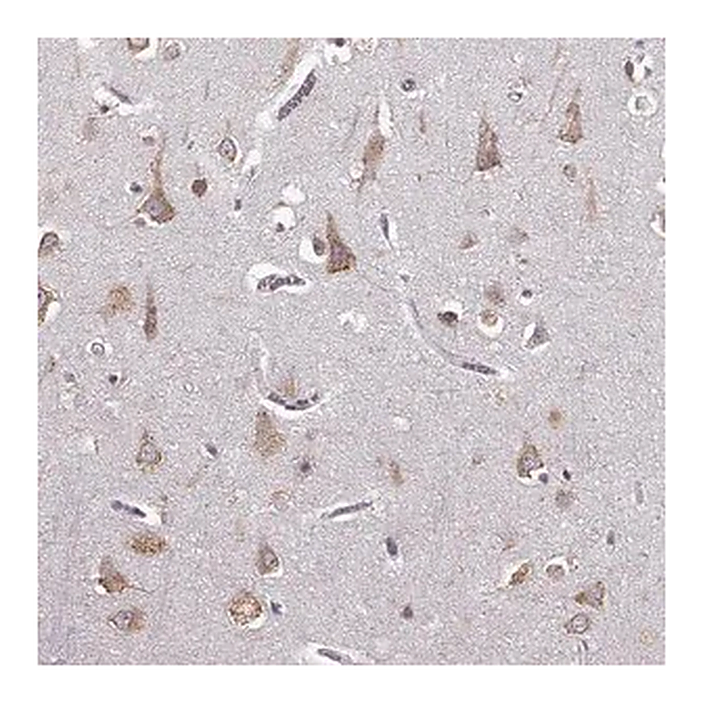 Merck Anti-GABRG3 antibody produced in rabbit