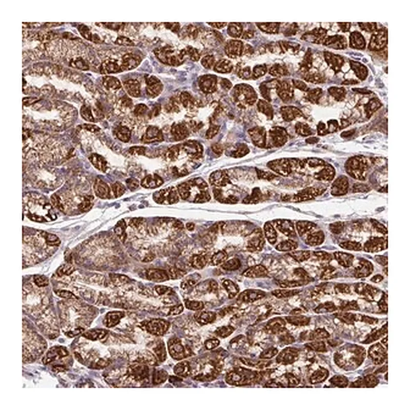 Merck Anti-TM2D3 antibody produced in rabbit