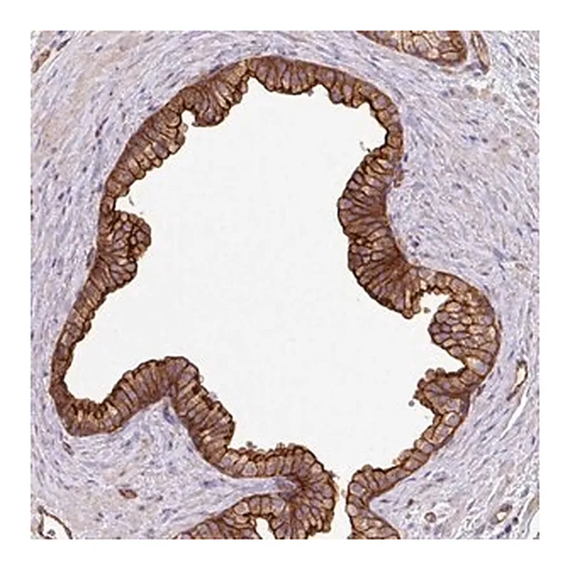Merck Anti-LRRC53 antibody produced in rabbit