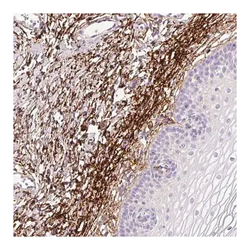 Merck Anti-MFAP4 antibody produced in rabbit