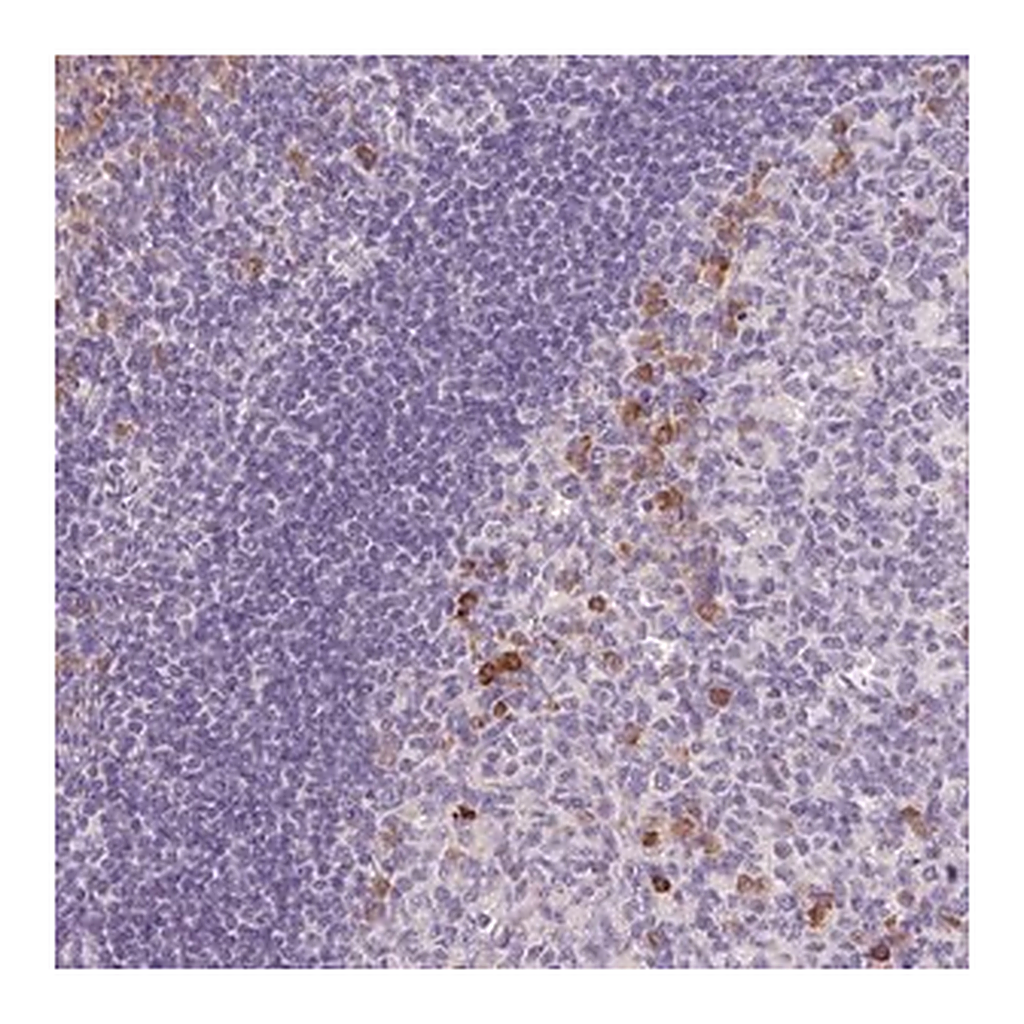 Merck Anti-FAM46C antibody produced in rabbit