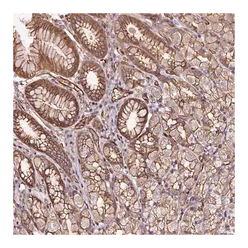 Merck Anti-B3GALT5 antibody produced in rabbit