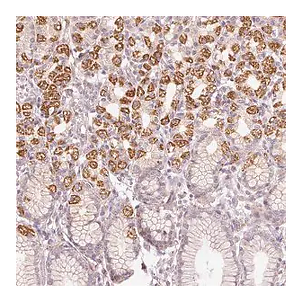 Merck Anti-TOB2 antibody produced in rabbit