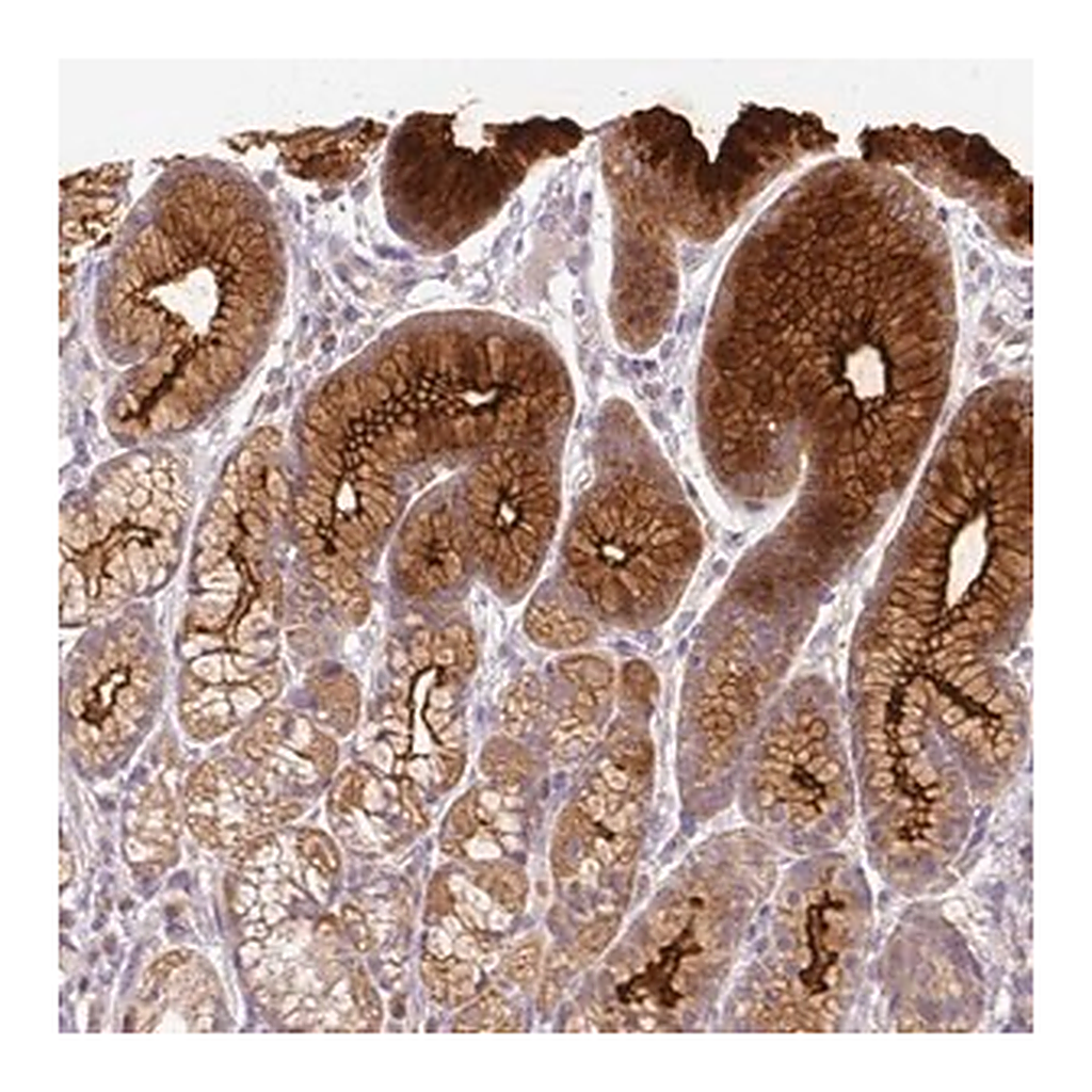 Merck Anti-FER1L6 antibody produced in rabbit