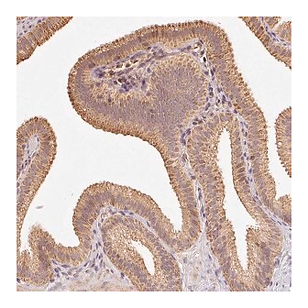Merck Anti-RAB35 antibody produced in rabbit