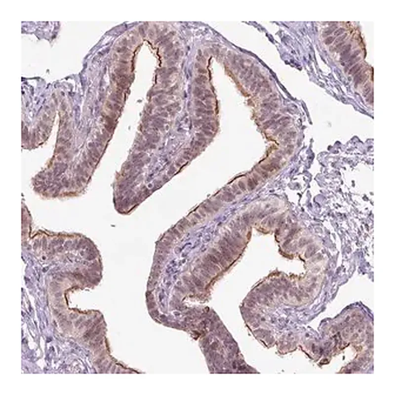 Merck Anti-ICE1 antibody produced in rabbit