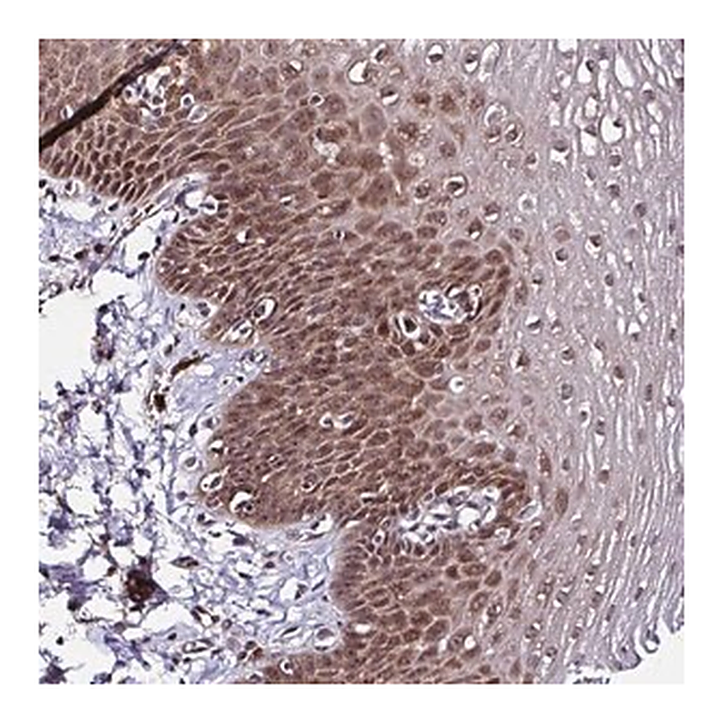 Merck Anti-PIN4 antibody produced in rabbit