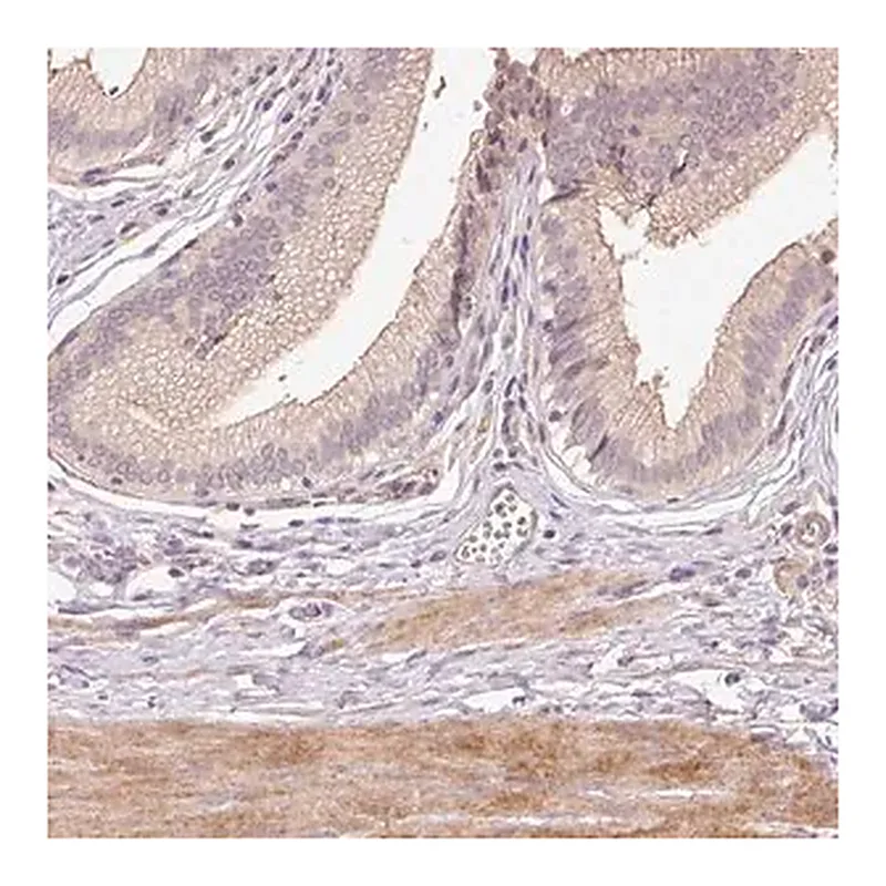 Merck Anti-TIRAP antibody produced in rabbit