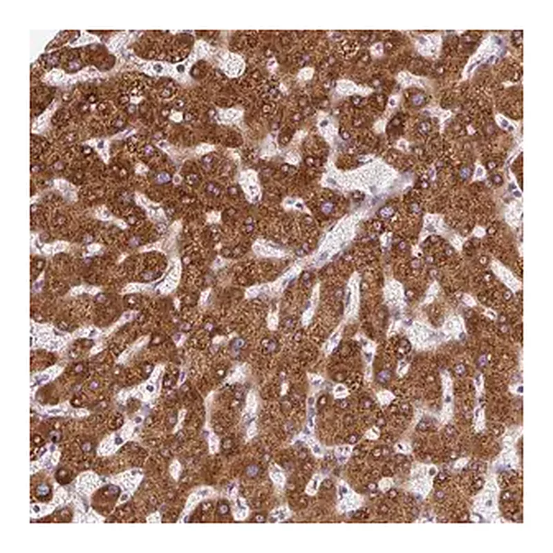 Merck Anti-DISP3 antibody produced in rabbit